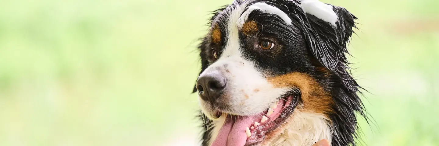 Beaphar Verzorgingsproducten voor honden