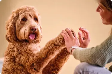 Beaphar Eye Ear Paw header mobile