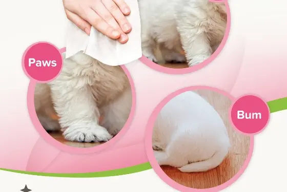 Where to use Beaphar Pet Wipes