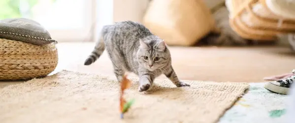 Beaphar Flexifit Cat