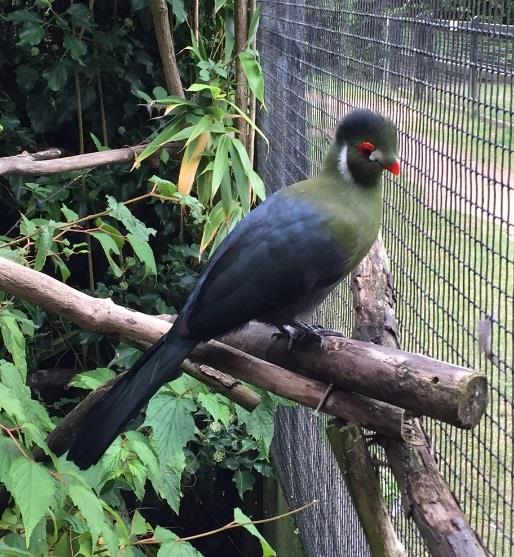 Beaphar at Linton Zoo - Exotic birds
