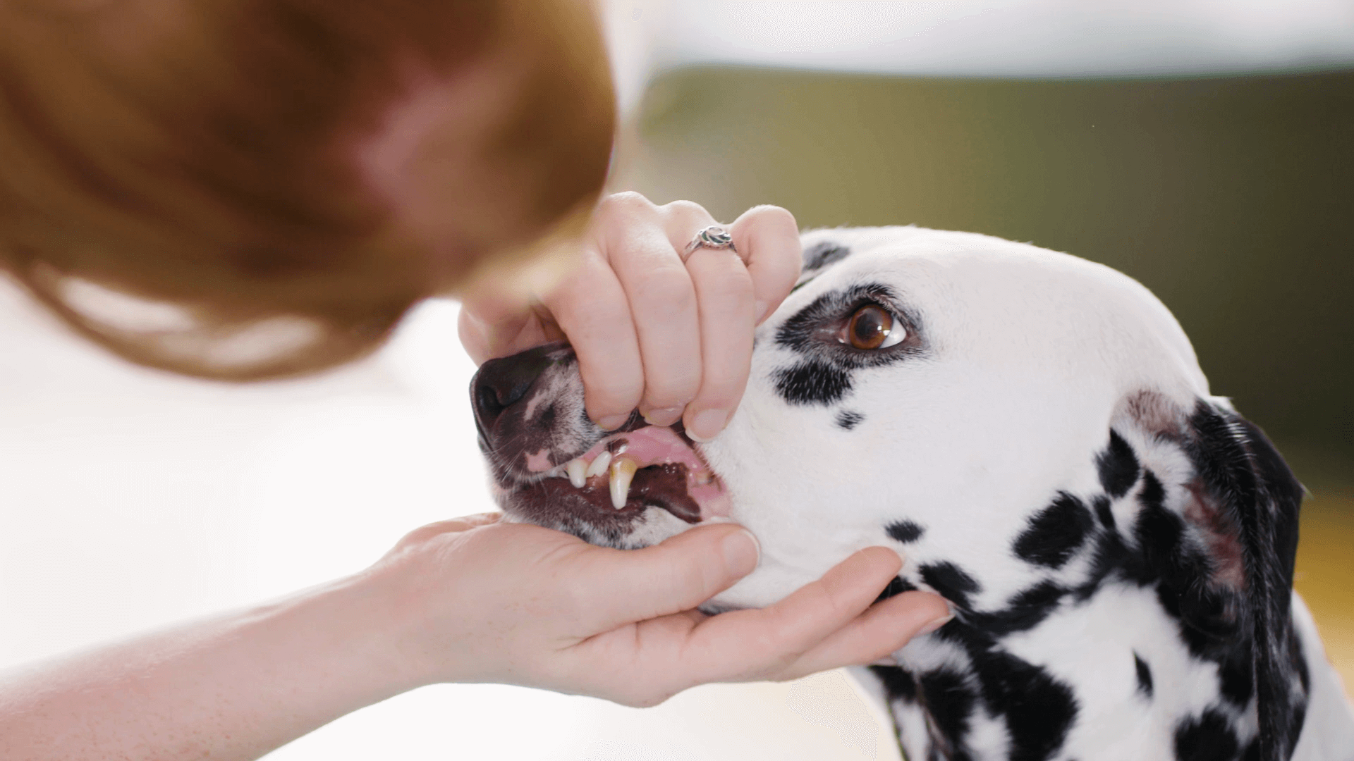 Hund an die Zahnpflege gewöhnen_Lefzen anheben