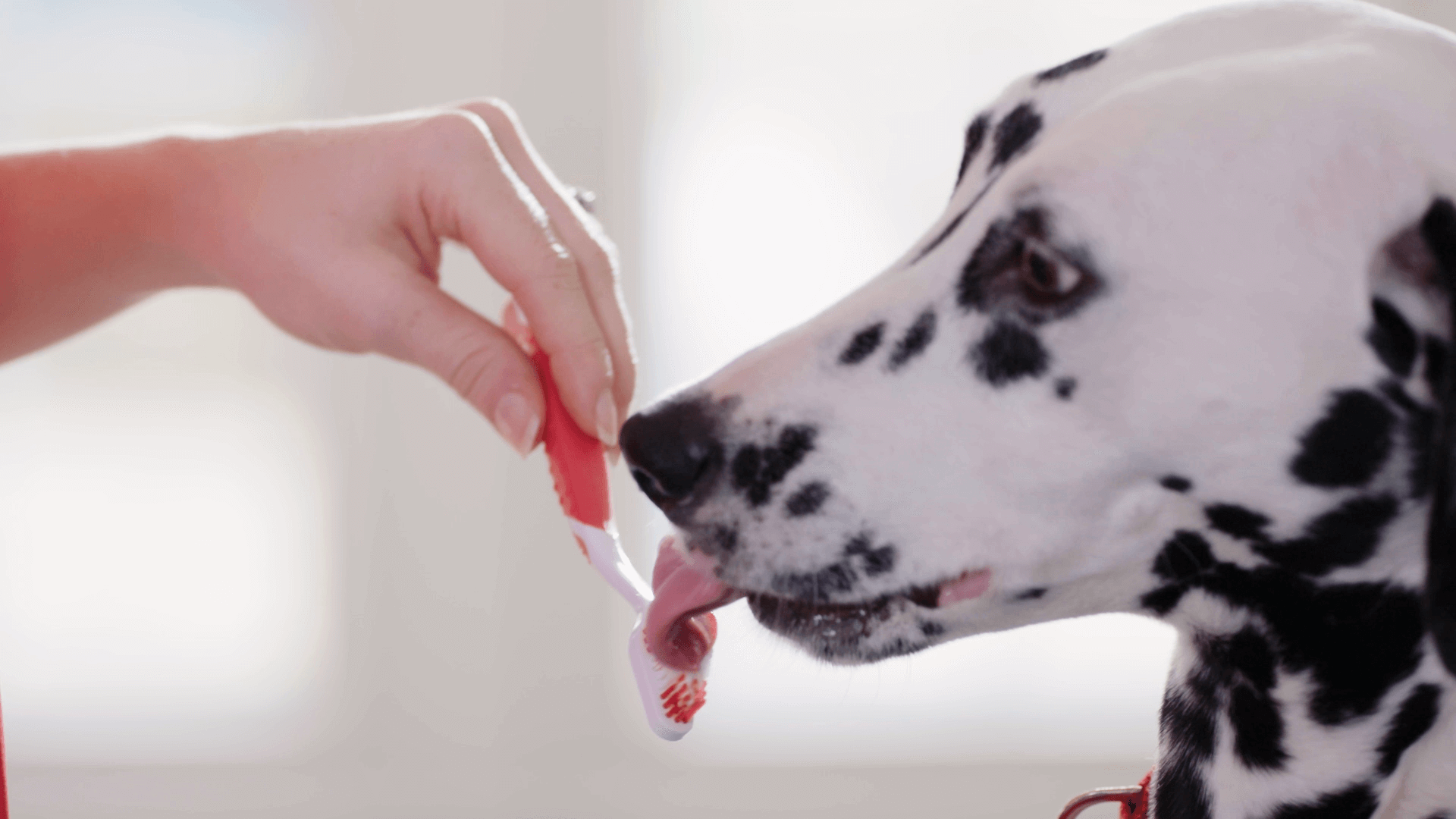 Zahnbürste kennen lernen_Zahnpflege bei Hunden