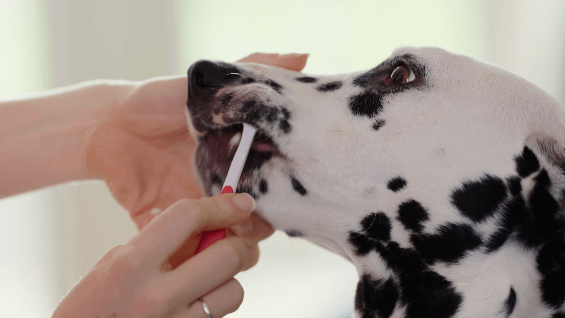 Zahnpflege bei Hunden_Zähne putzen