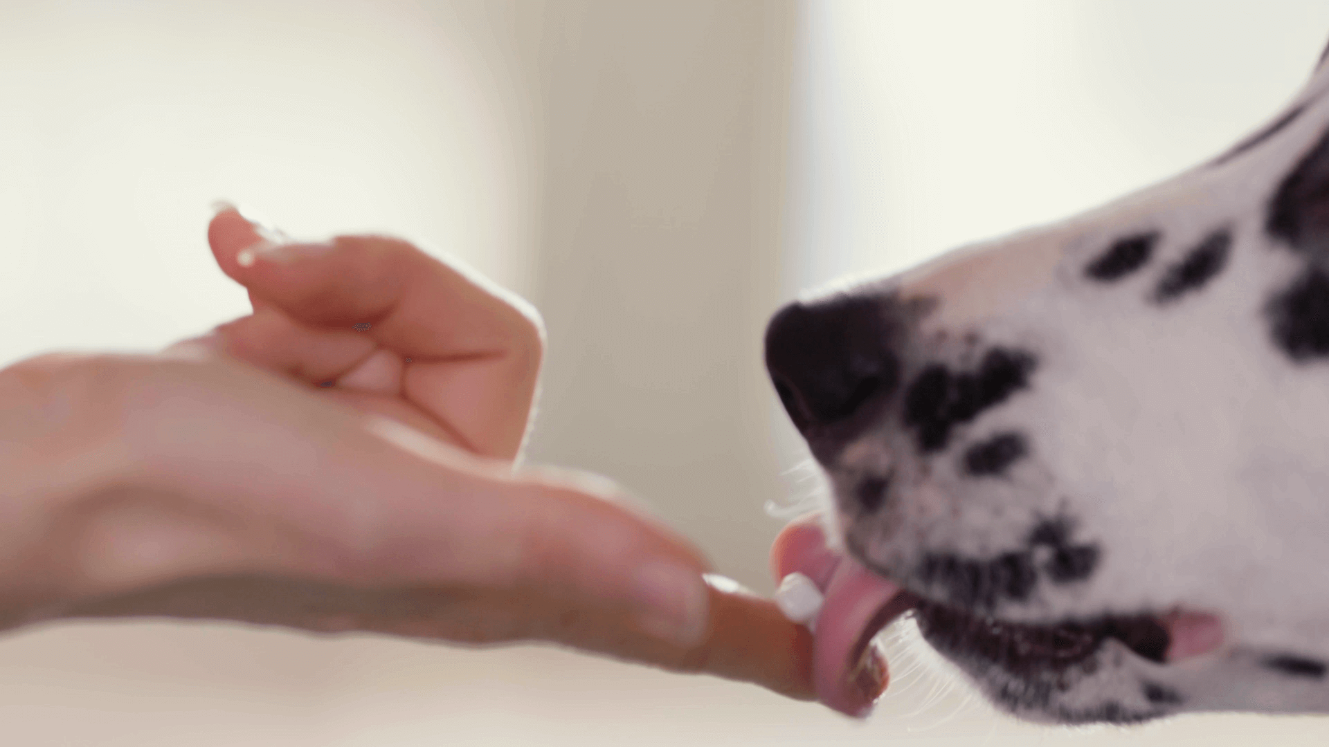 Zahnpflege bei Hunden_Zahnpasta probieren