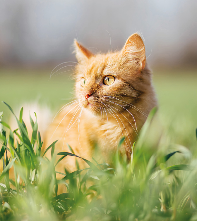 cats can pick up fleas while outside exploring