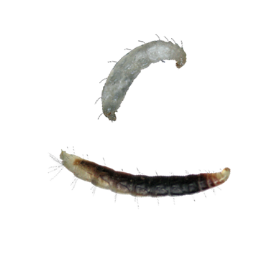 flea larvae