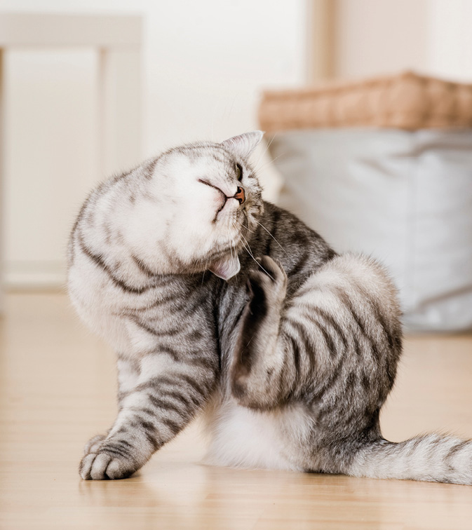cats scratching can be a sign a of fleas