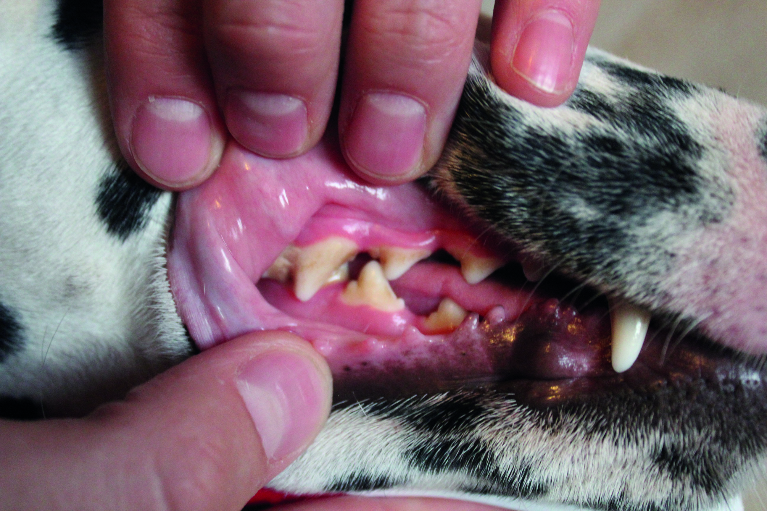 Plaque on dog's teeth - plaque is made up of a soft layer of bacteria and sugars from food and saliva