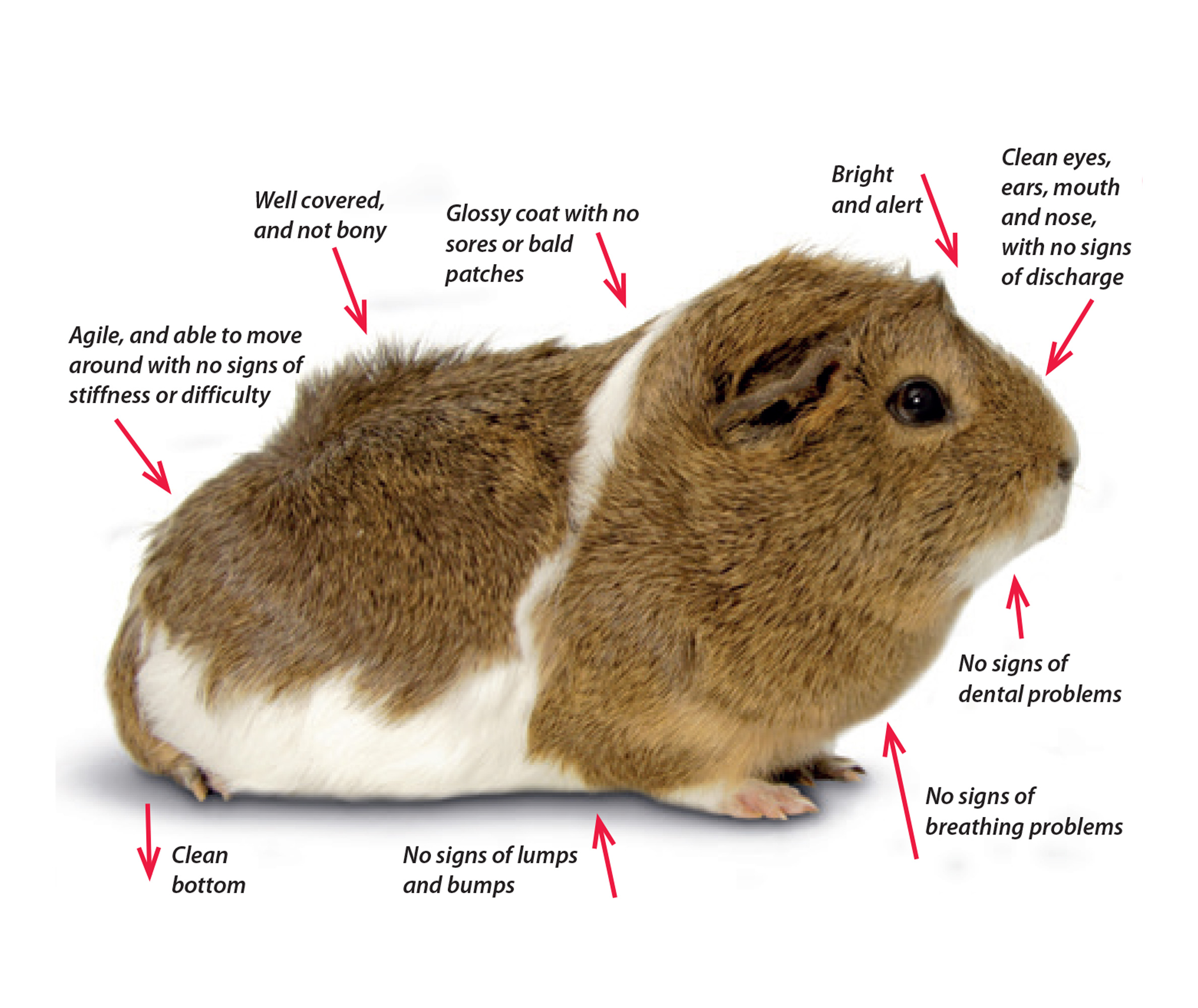 What does a healthy guinea pig look like?