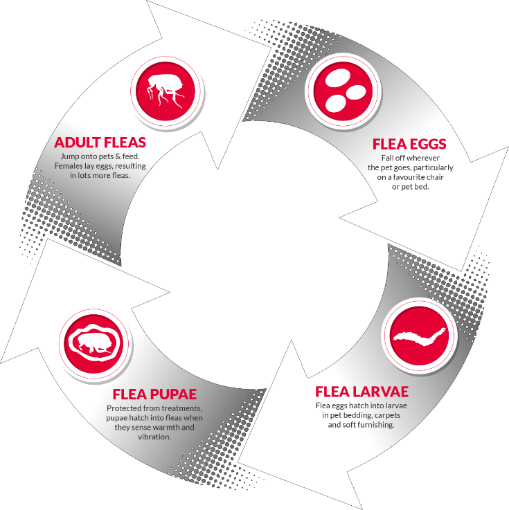 the flea life cycle